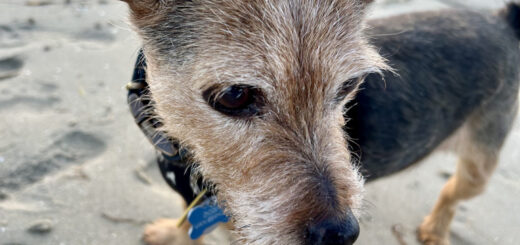 Pup, Dog, Dozer, Beach