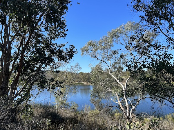 Lake Murray through trees