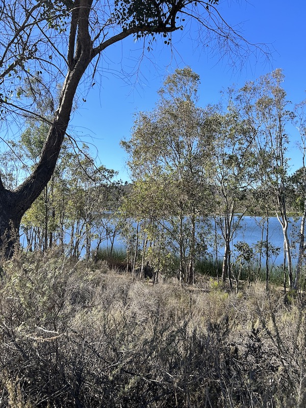 Lake Murray through trees