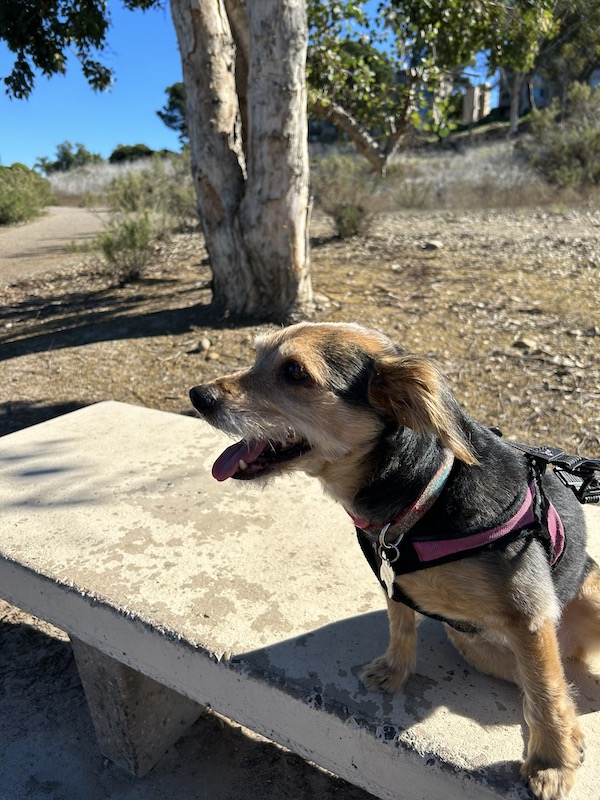 Pup Amelia on a bench in the Sun