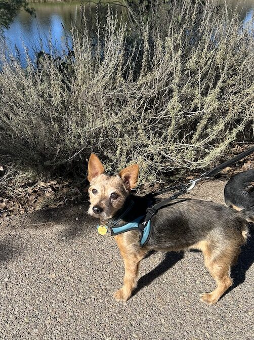 Pup Dozer walking